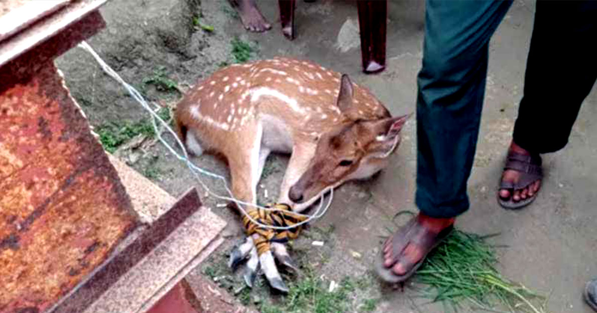 মোংলার লোকালয় থেকে মায়াবী হরিণ উদ্ধার