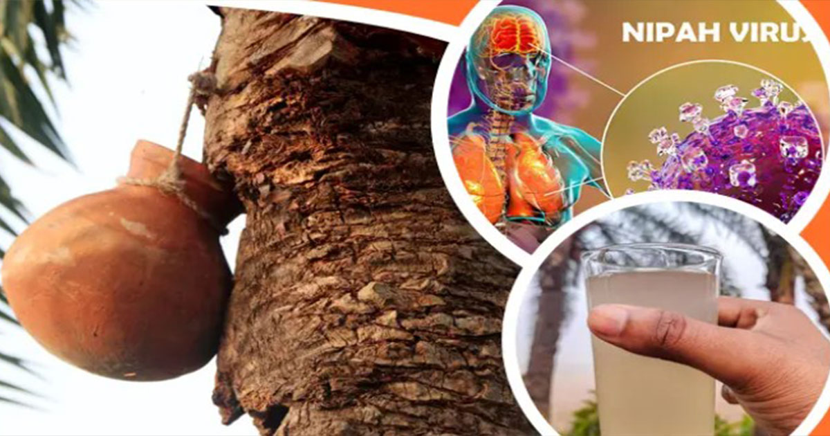 কাঁচা খেজুরের রস থেকে দূরে থাকার সতর্কবার্তা ডব্লিউএইচওর
