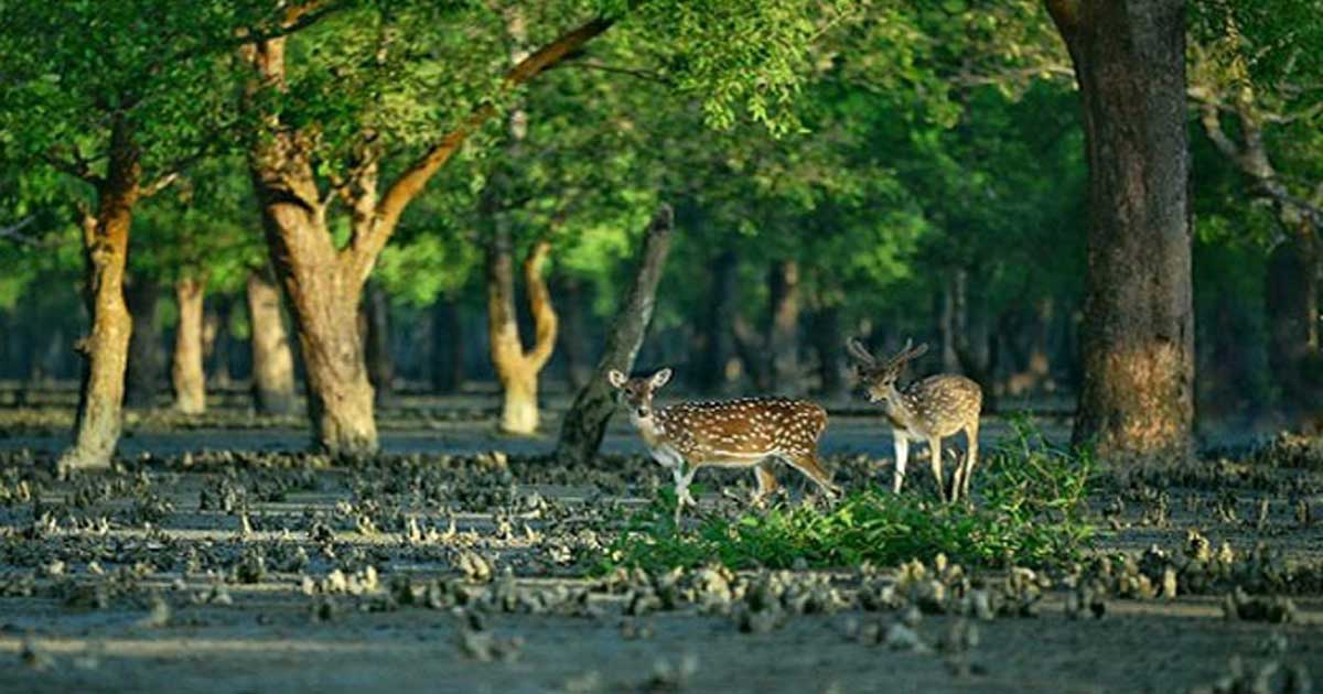 সুন্দরবন শুধুমাত্র একটি বন নয়, এটি  জীবন ও নিরাপত্তার প্রতীক