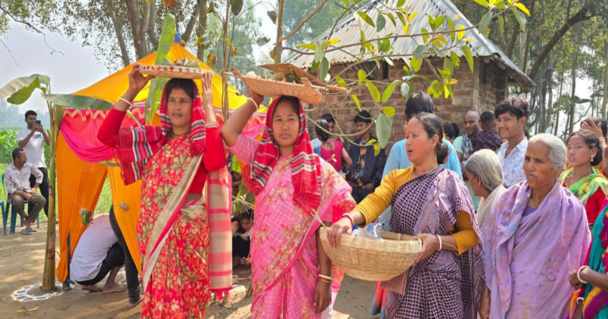 ঠাকুরগাঁওয়ে বট–পাকুড়ের বিয়ে, লোকাচারে মুখর গ্রাম