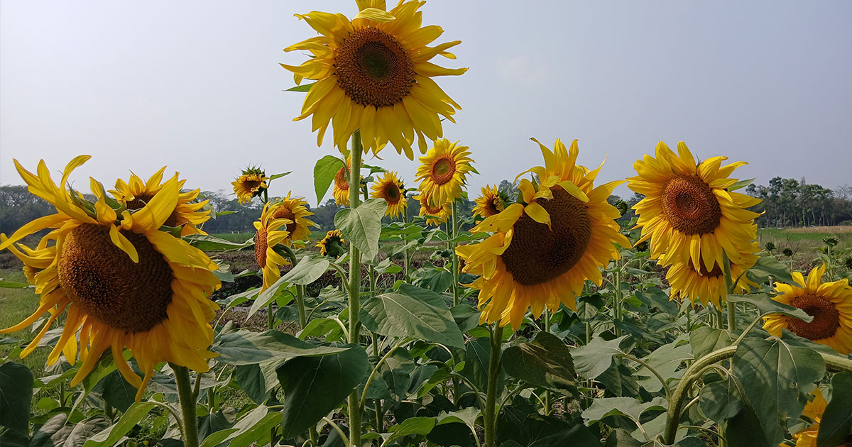 দাগনভূঞায় পতিত জমিতে সূর্যমুখীর আবাদ