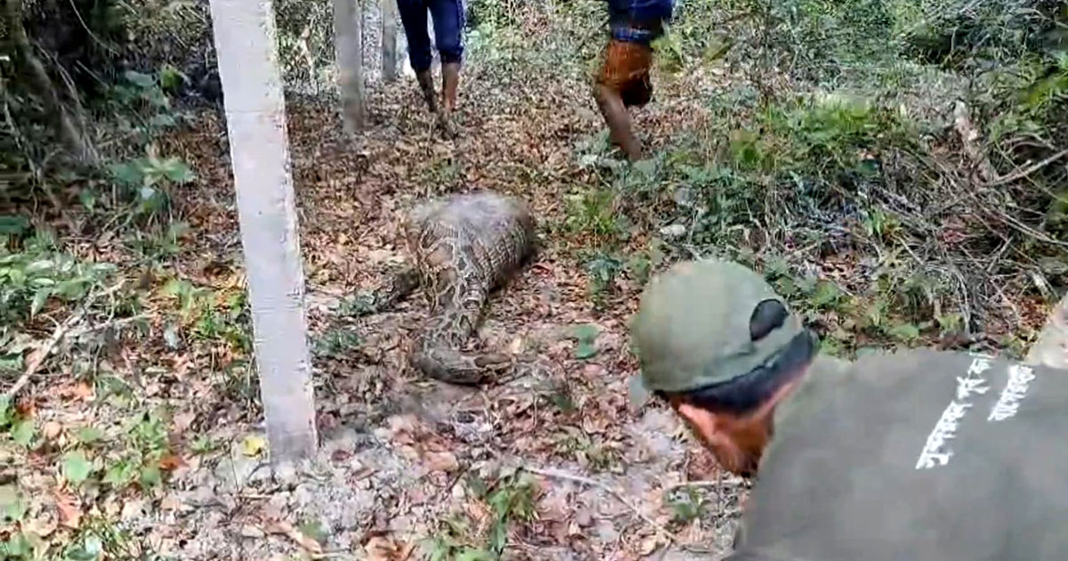 সুন্দরবনের অজগরের পেটে কৃষকের আস্ত ছাগল
