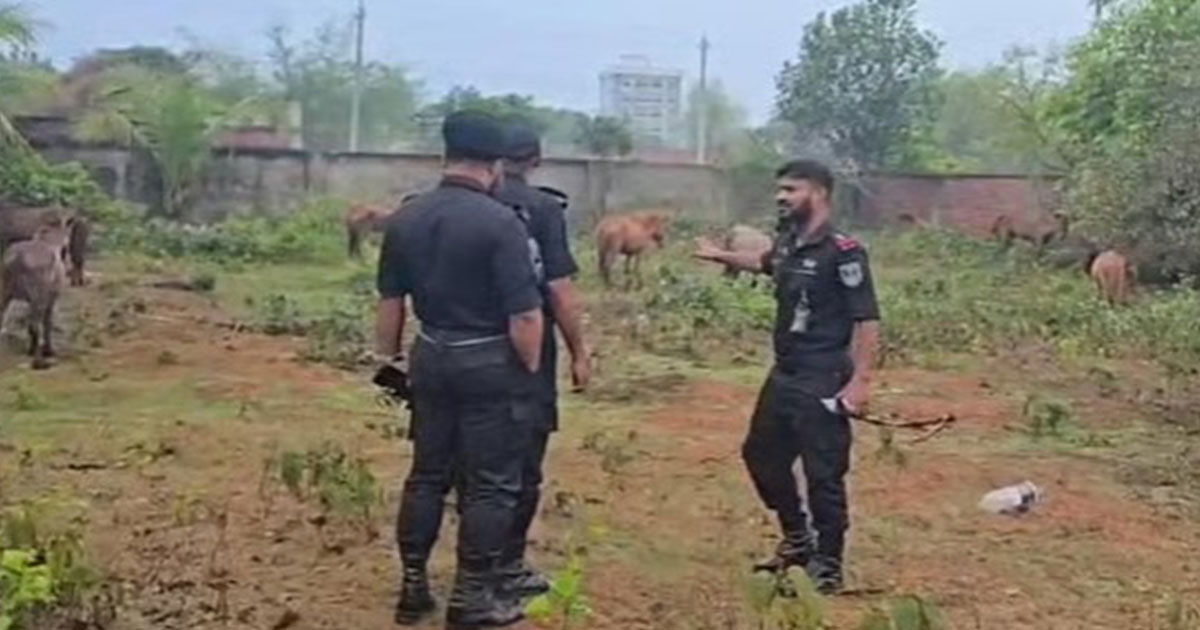 পূর্বাচলে গরু বলে ঘোড়ার মাংস বিক্রি