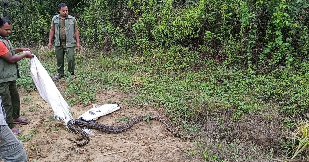 চট্টগ্রামে ধানক্ষেতে ১২ ফুট লম্বা বার্মিজ অজগর