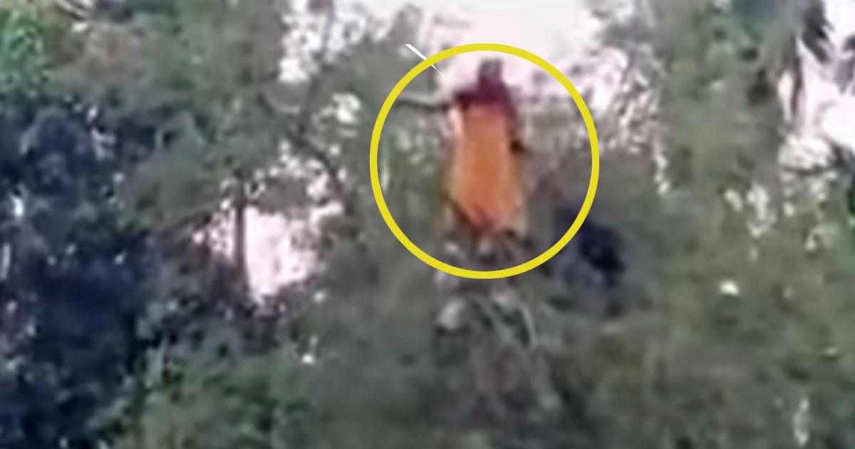 নিখোঁজ বৃদ্ধার সন্ধান মিলল তেঁতুল গাছের মগডালে