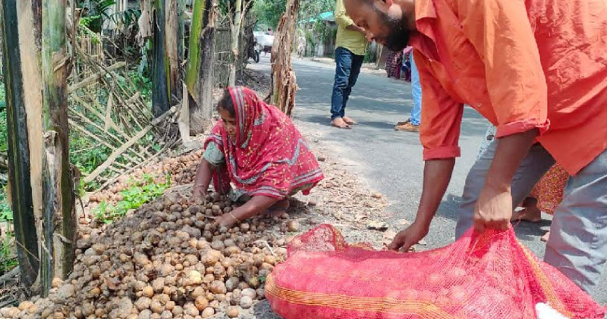রংপুরে ১ হাজার কোটি টাকার আলু ফেলে দিয়েছে কৃষক