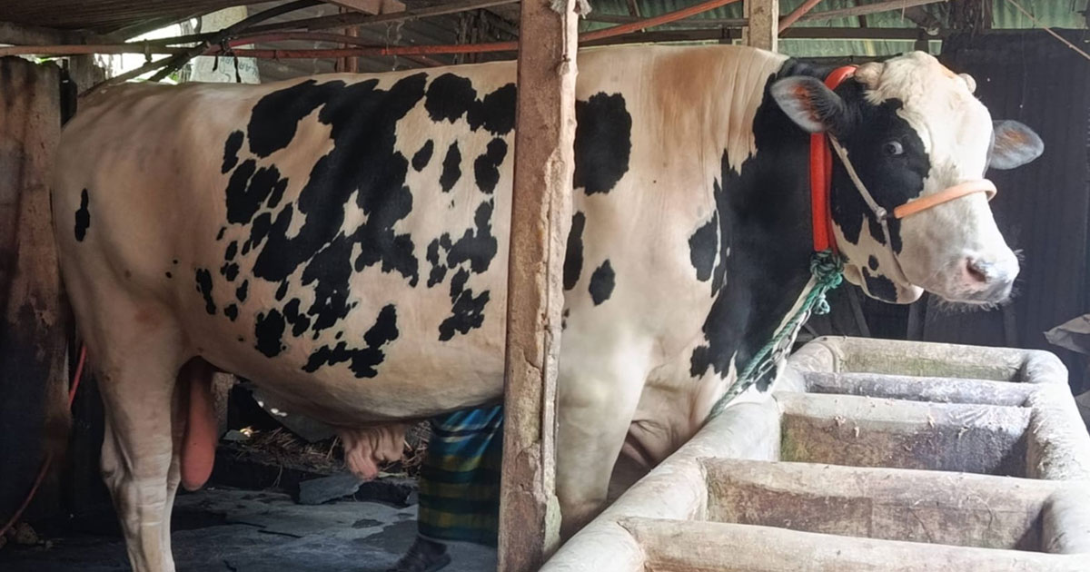 কোরবানির হাটে আসছে ৩৫ মণ ওজনের ‘জমিদার’