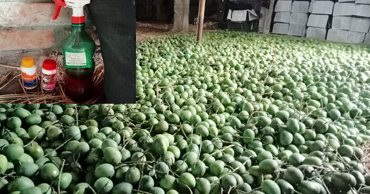 শার্শায় কেমিক্যাল ছিটিয়ে পাকানো হচ্ছে আম
