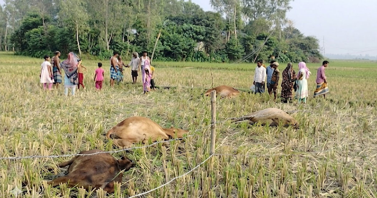 কালিহাতীতে বিদ্যুৎস্পৃষ্ট হয়ে ৫ গরুর মৃত্যু