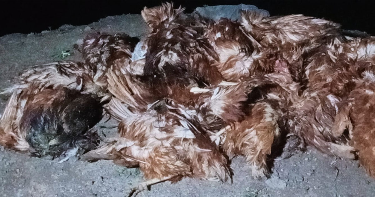 কাপাসিয়ায় পোল্ট্রি ফার্মে বিষ প্রয়োগে সাড়ে তিনশ মুরগি হত্যা