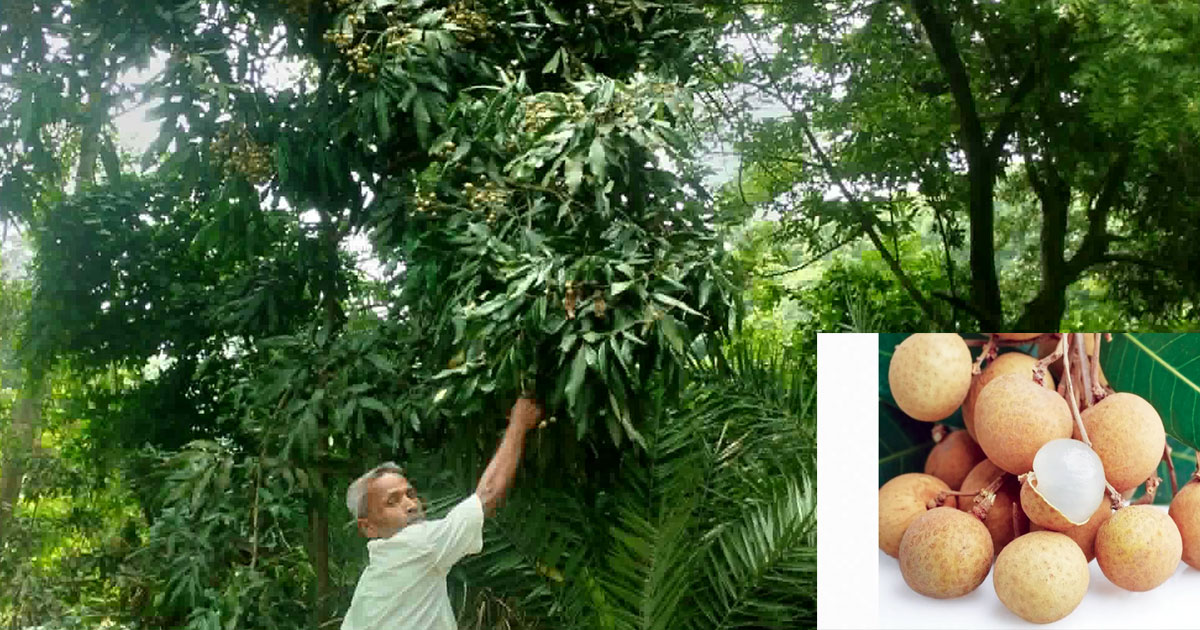 গ্রীষ্মের বাজারে জনপ্রিয় ‘কাঠলিচু’ আনারস