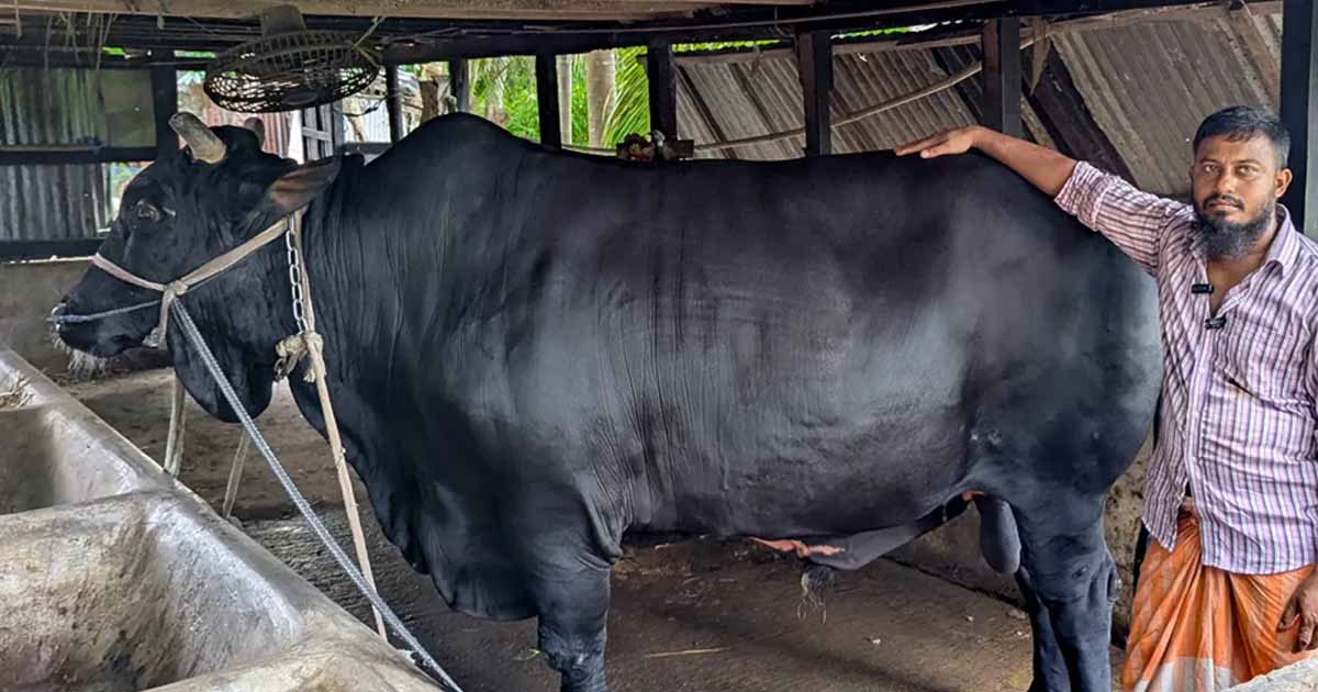 খালেদা জিয়াকে ‘কালো মানিক’ উপহার দেওয়া সোহাগ পর্নোগ্রাফি মামলায় গ্রেপ্তার