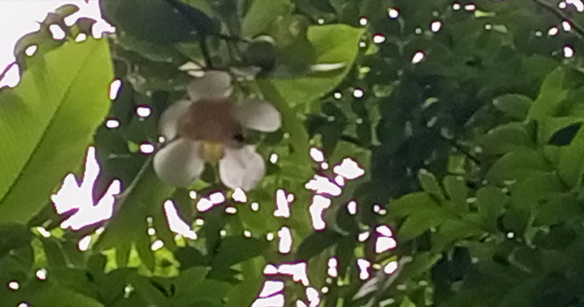 বর্ষার আগমনী বার্তা জানান দিচ্ছে  চালতে ফুল