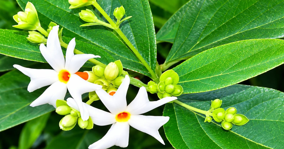 শিউলির সুবাসে শরতকাল, বিদায় নিচ্ছে গরম
