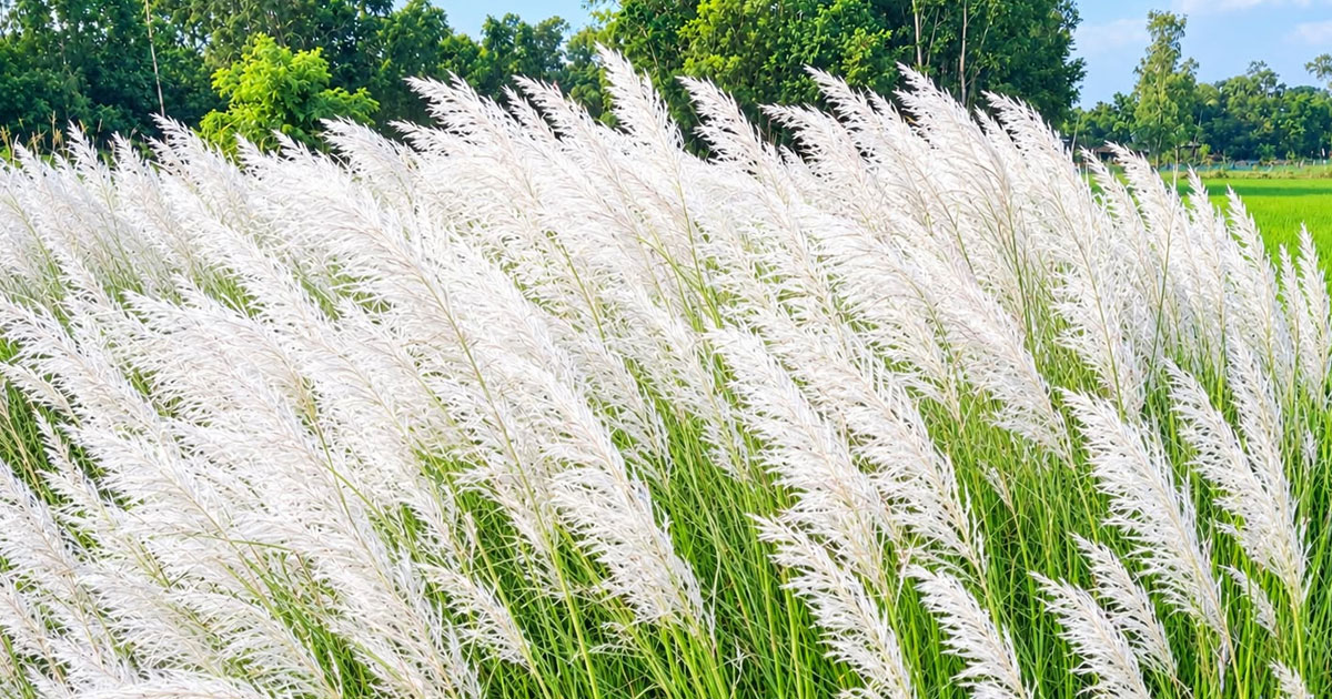 শরতের কাশফুলে অপরূপ নন্দীগ্রামের কাশবন