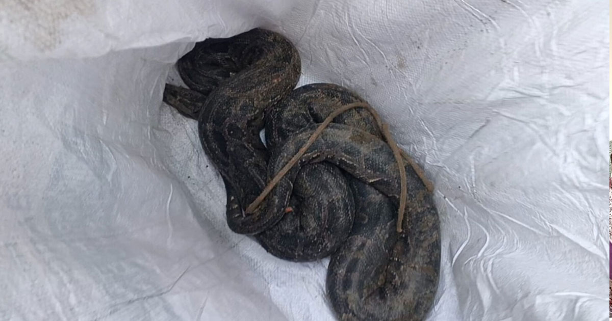 তেঁতুলিয়ায় ১৩ দিনের ব্যবধানে দ্বিতীয় বার্মিজ অজগর উদ্ধার, উৎস নিয়ে কৌতুহল