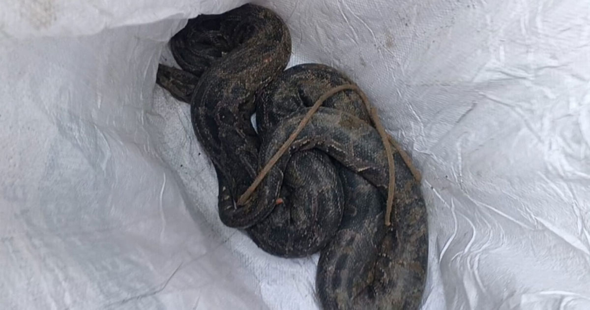 তেঁতুলিয়ায় ১৩ দিনের ব্যবধানে দ্বিতীয় বার্মিজ অজগর উদ্ধার, উৎস নিয়ে কৌতুহল