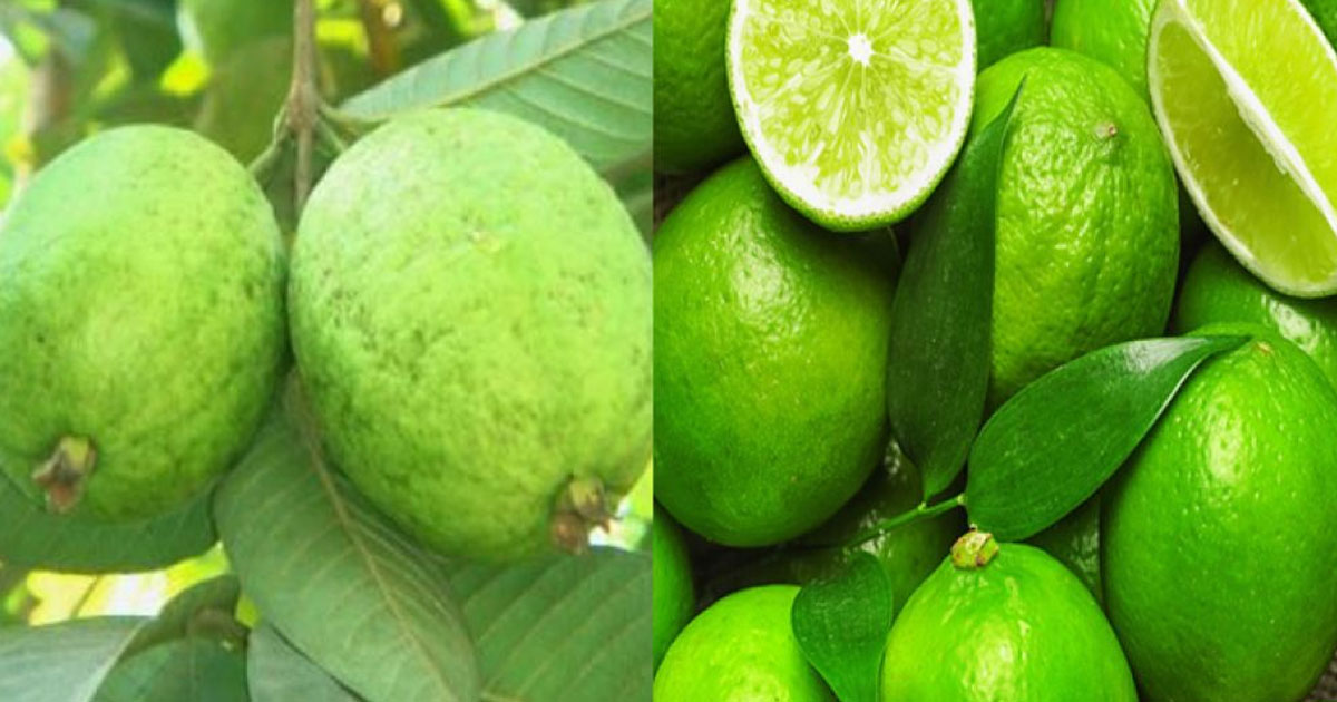 পেয়ারা না কি কমলা, কোন ফলে বেশি ভিটামিন সি থাকে?
