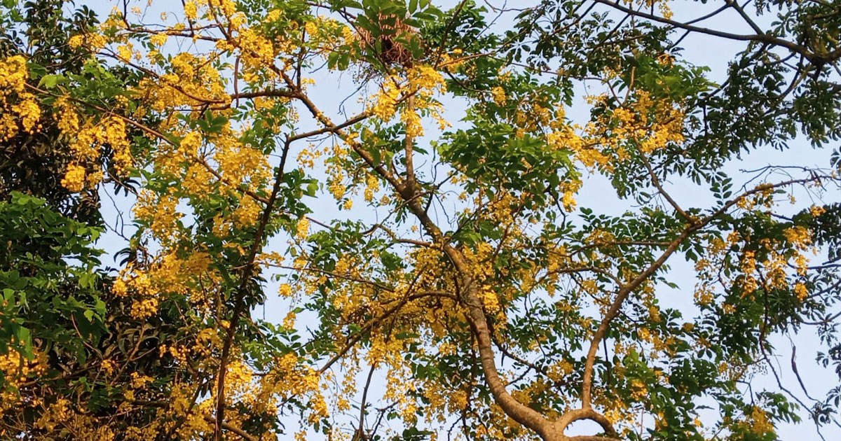 প্রকৃতিতে গাছে গাছে শোভা পাচ্ছে সোনালু ফুল